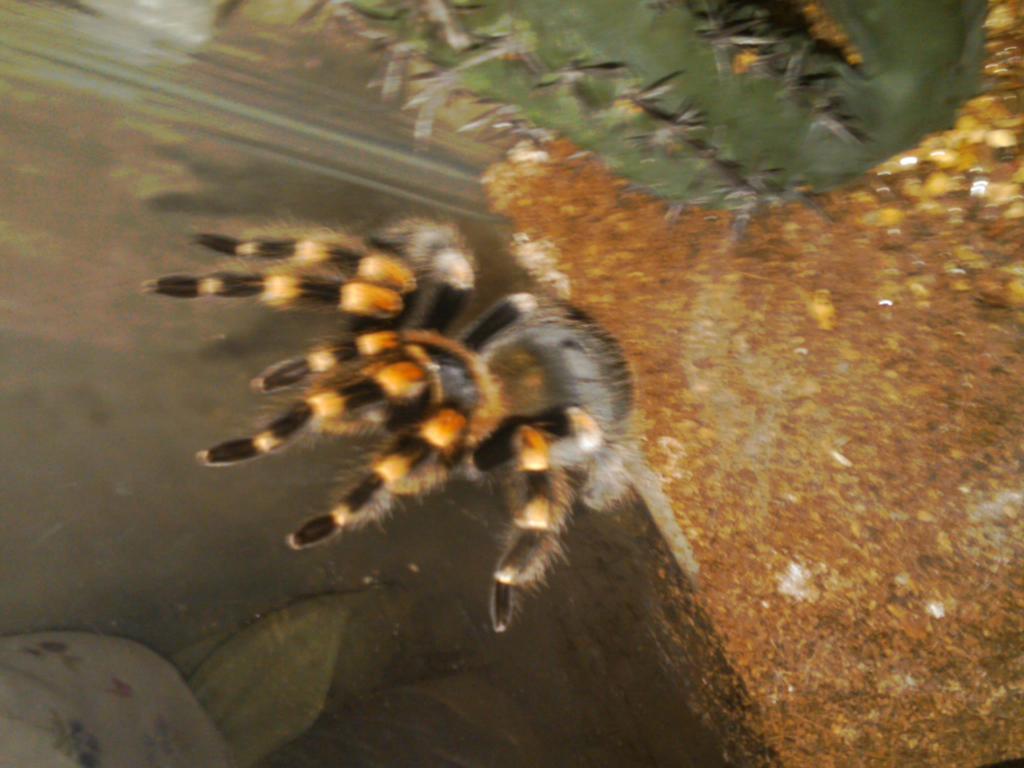 B. Smithi