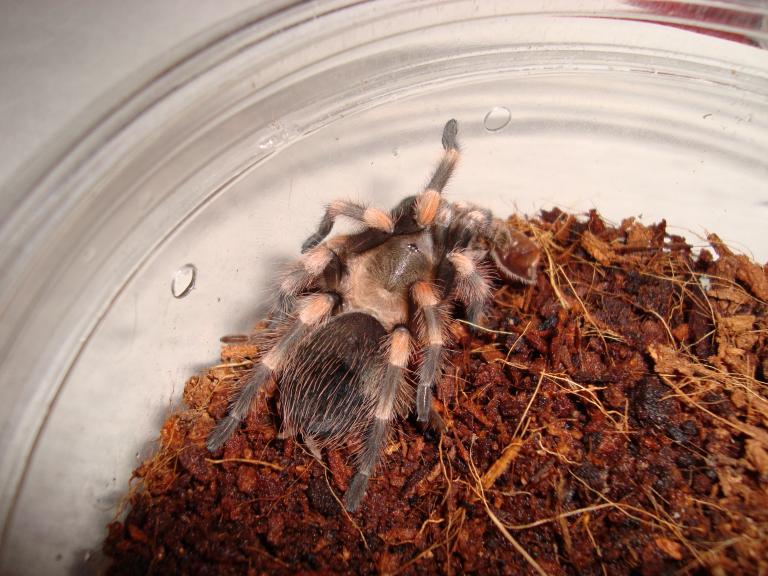 B Smithi