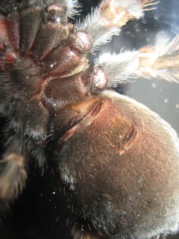 B. Smithi