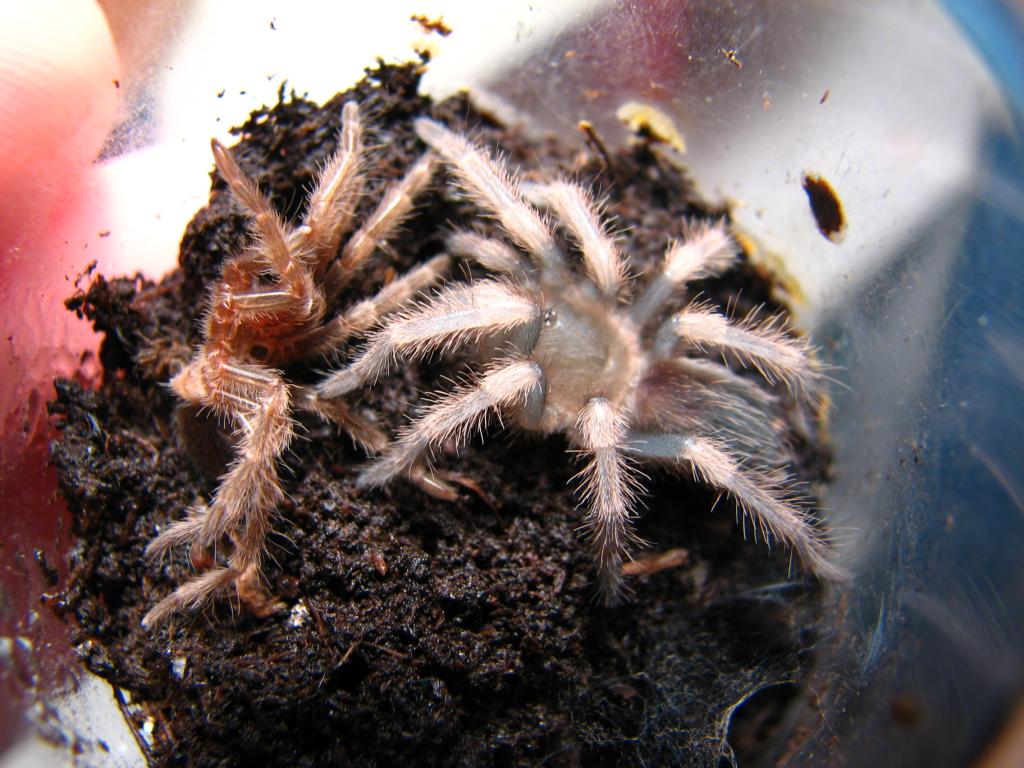 B. Smithi