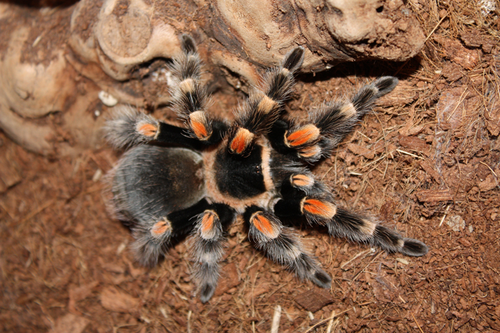 B. Smithi