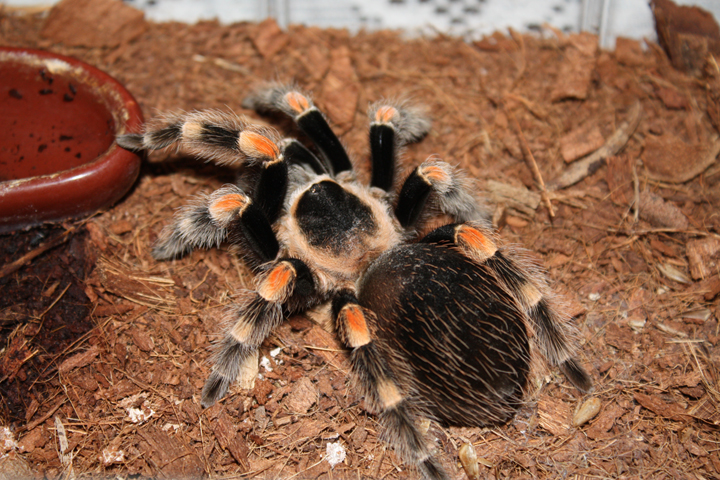 B. Smithi