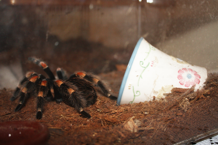 B. Smithi