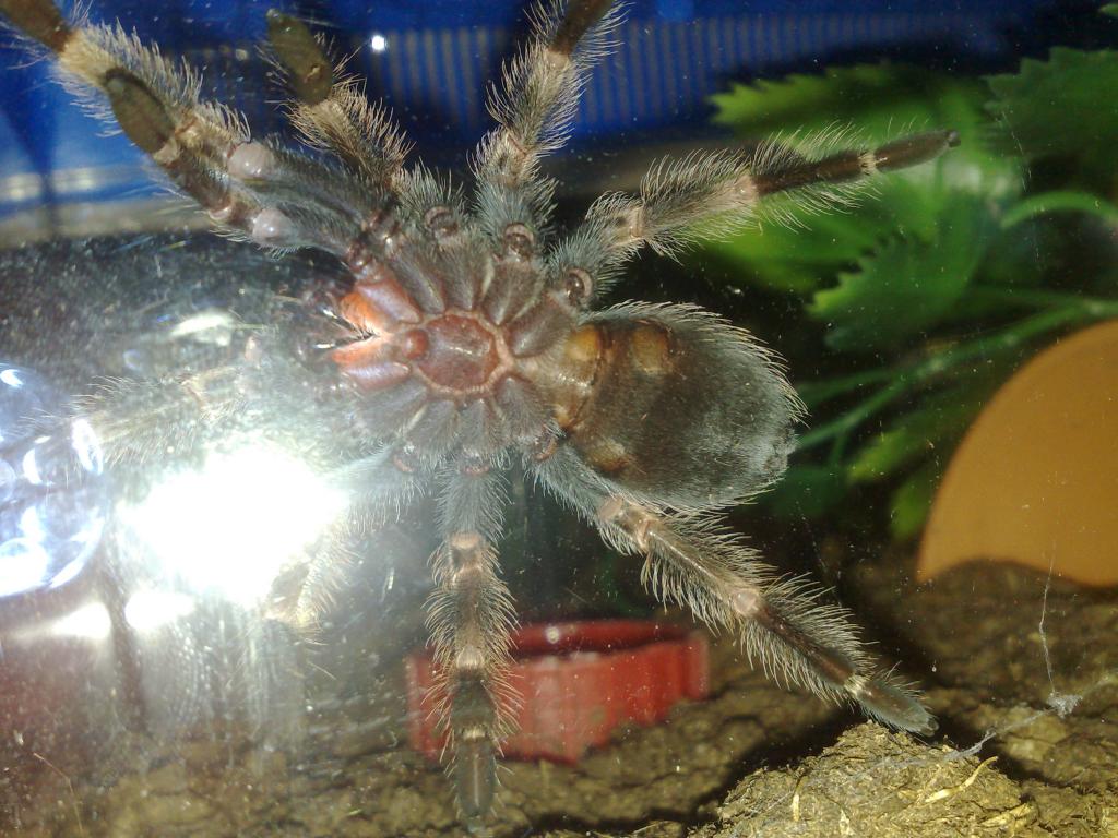 B. Smithi