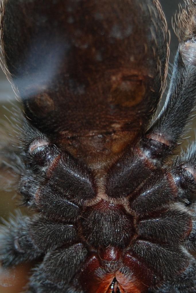 B. Smithi