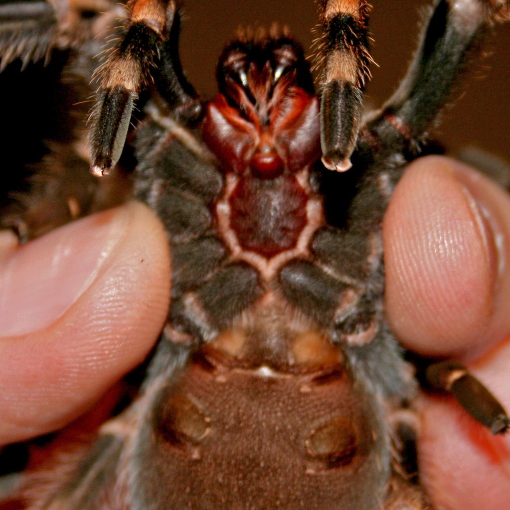 B. Smithi