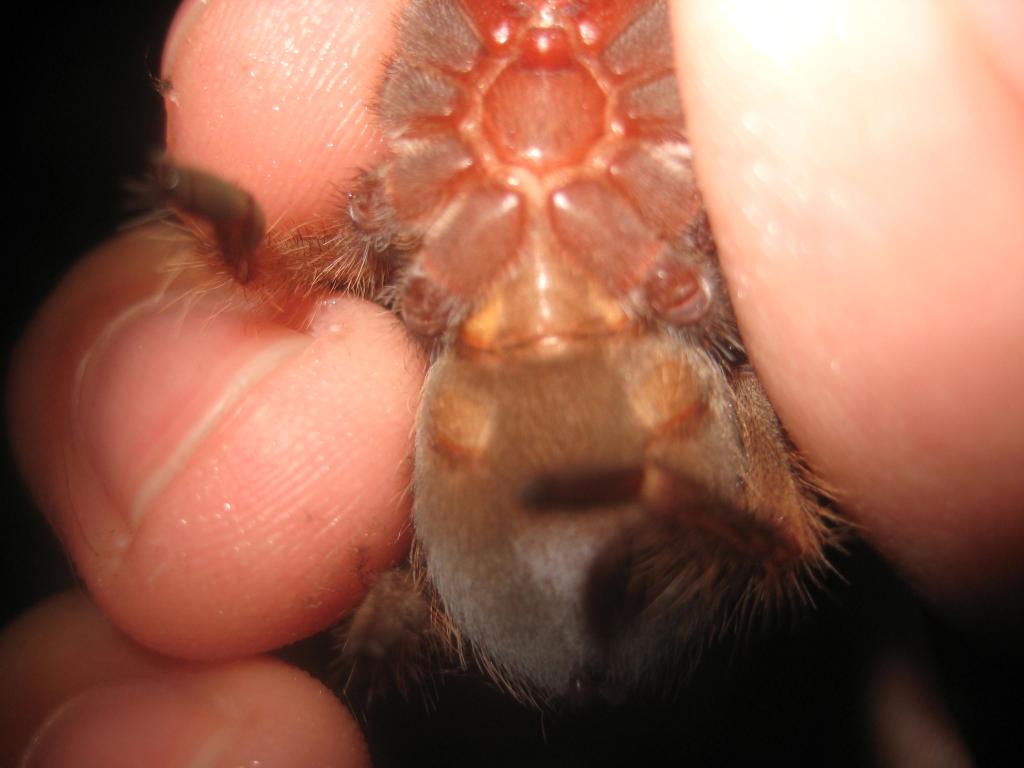 B. Smithi