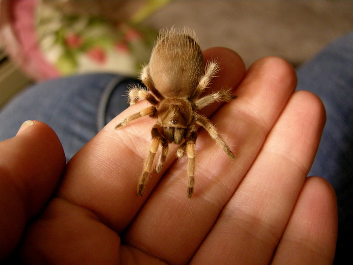 B.smithi