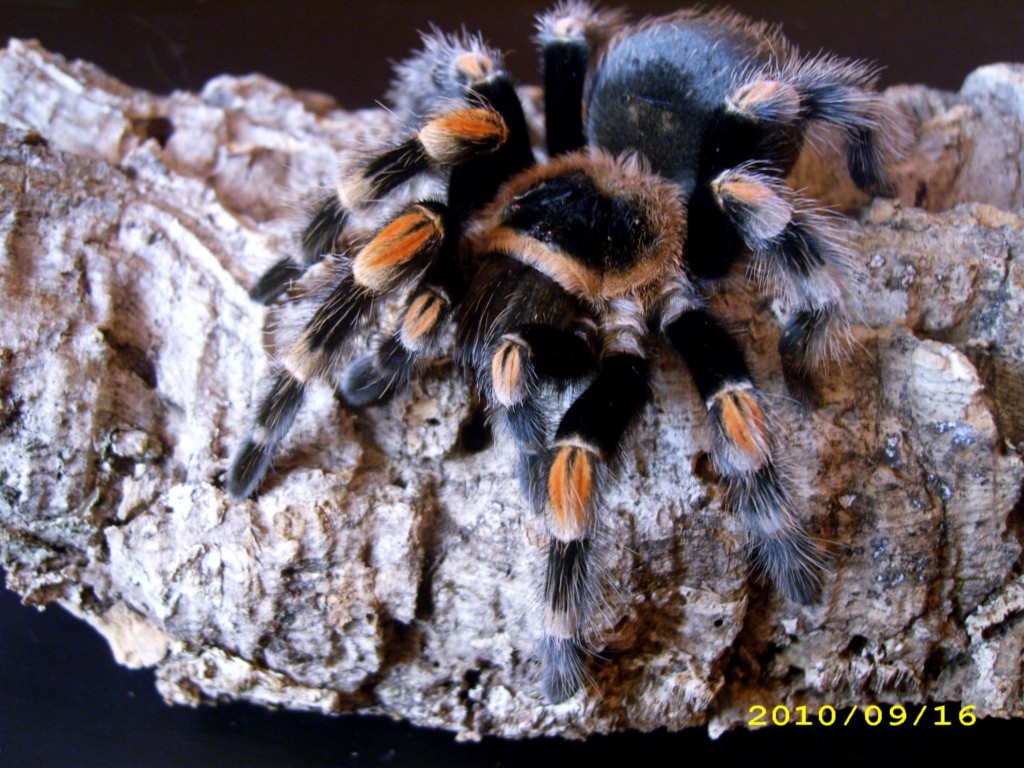 B.smithi