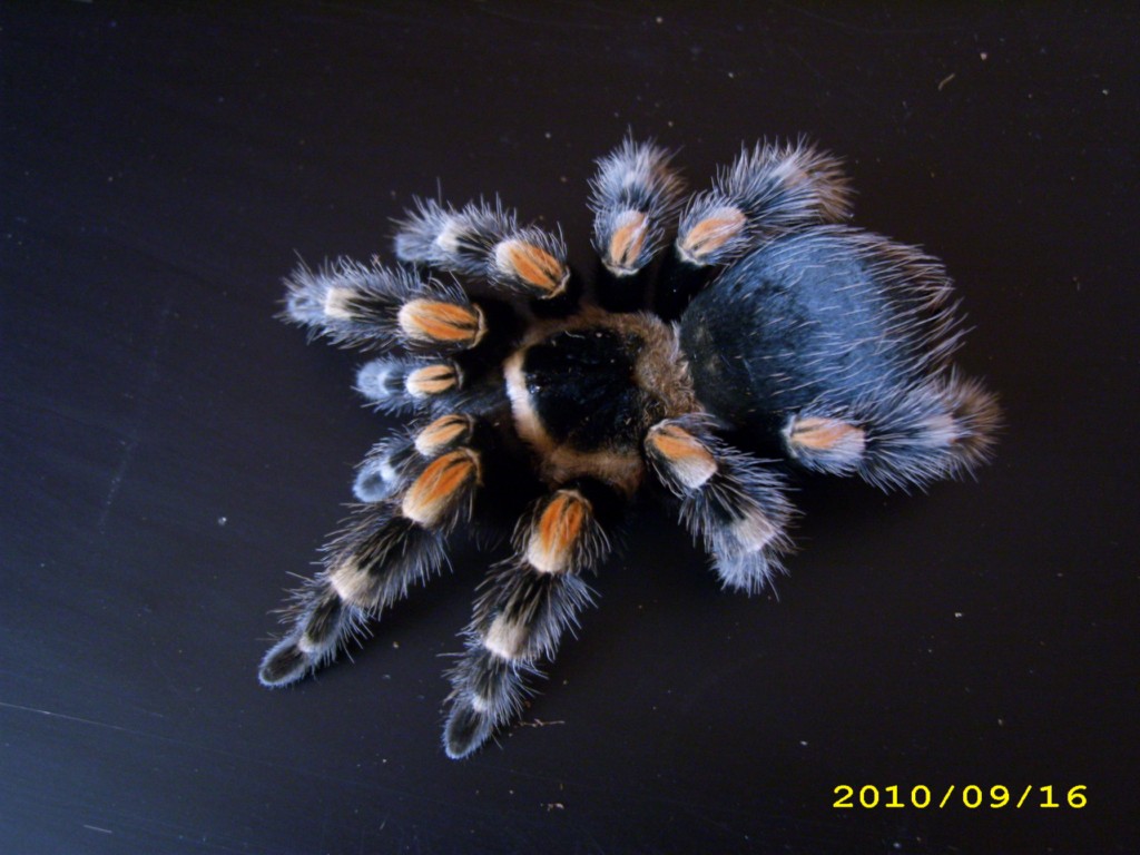 B.smithi