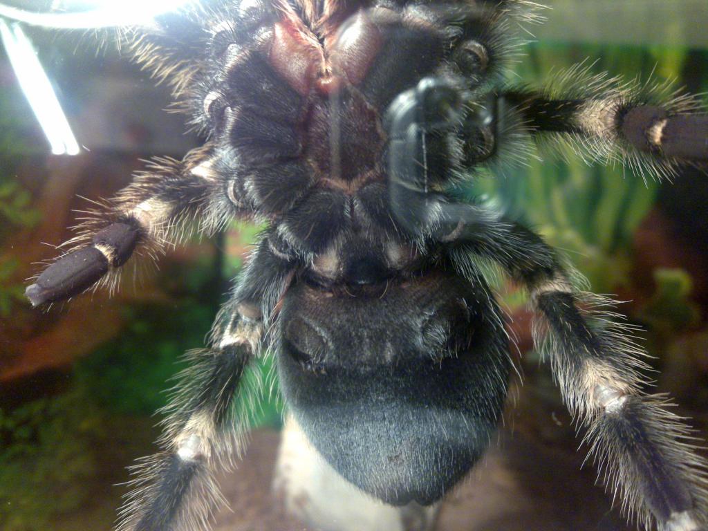 B Smithi