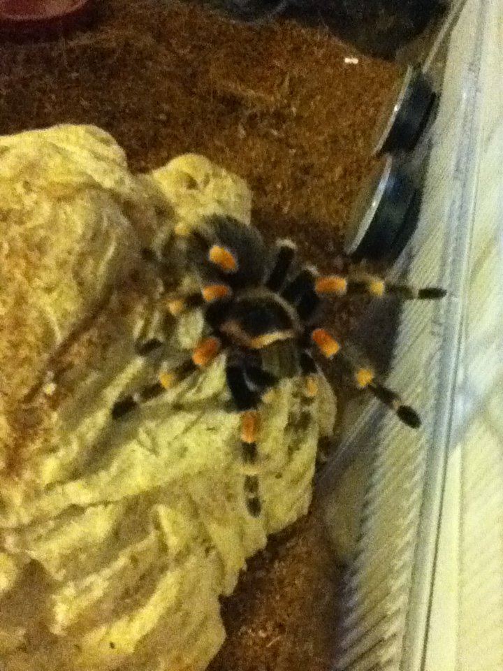 B. Smithi