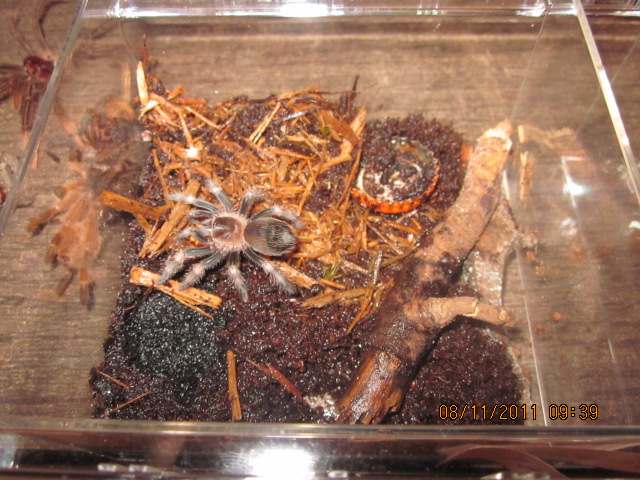 B. Smithi