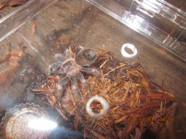 B. Smithi