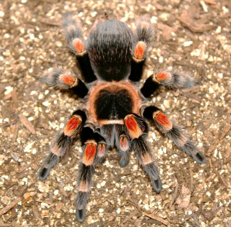 B. smithi