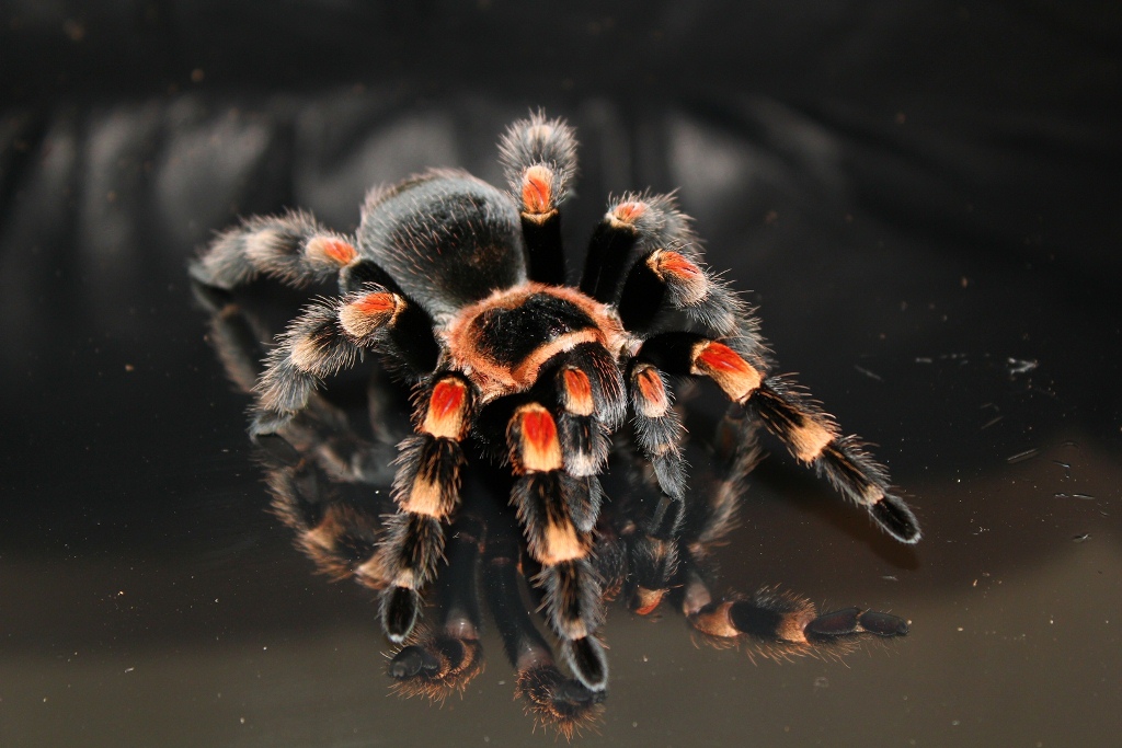 B. smithi