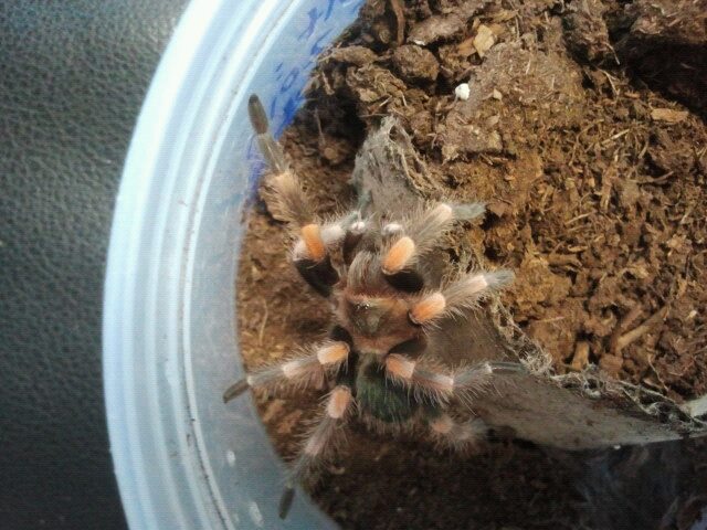 B. smithi