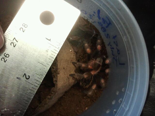 B. smithi