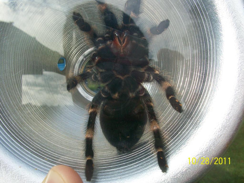 B. smithi