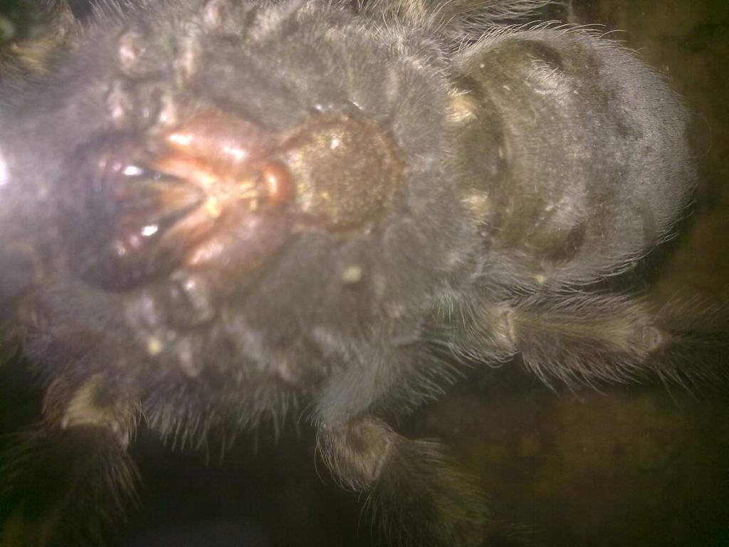 b. smithi