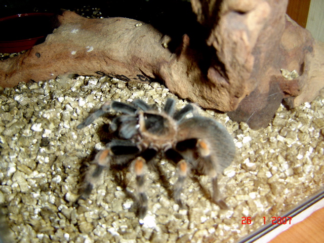 B Smithi