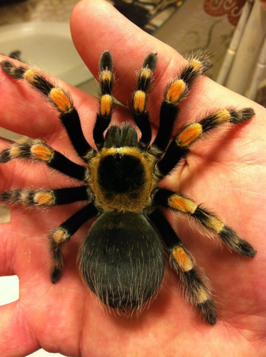 B. Smithi