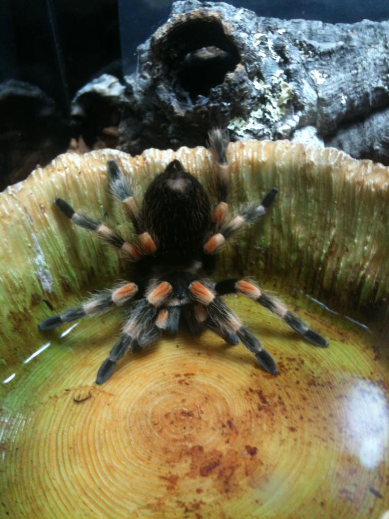 B. smithi