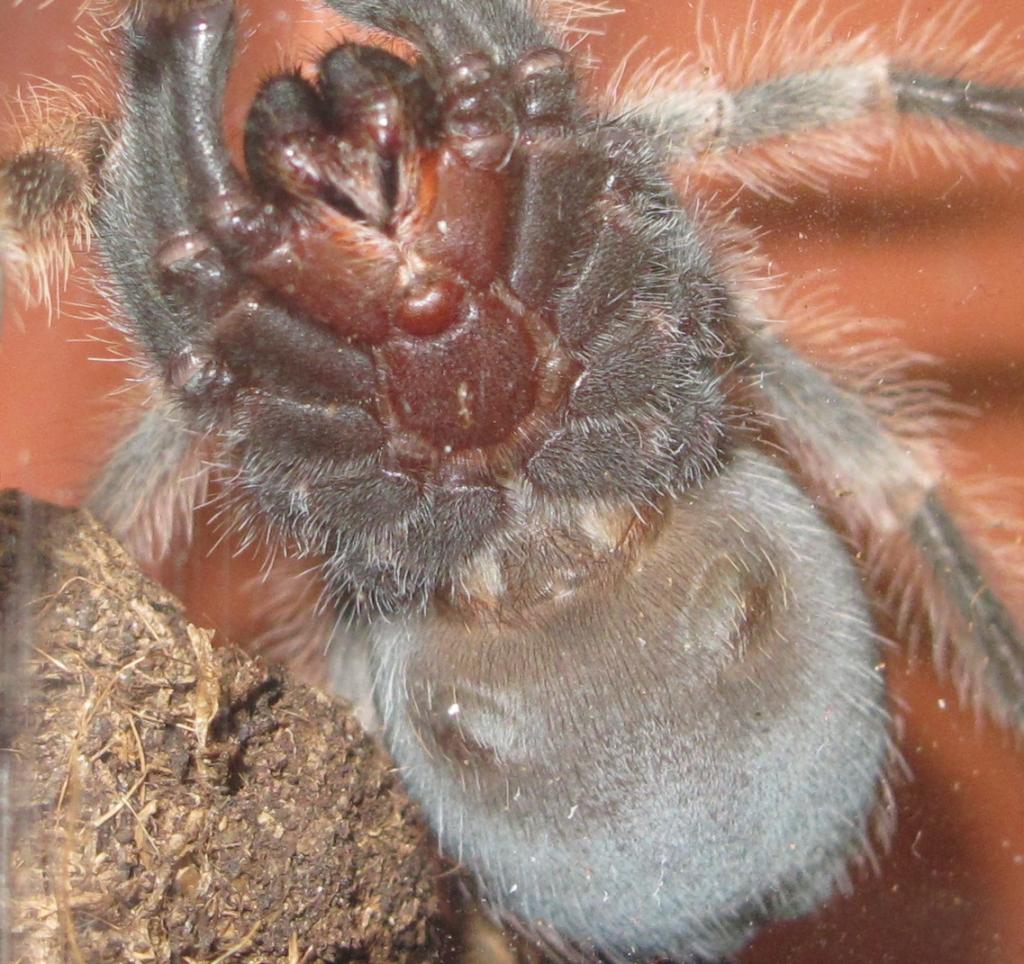 B. Smithi