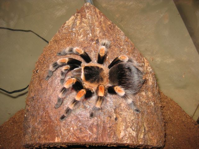 B. smithi