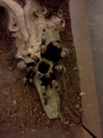 B smithi