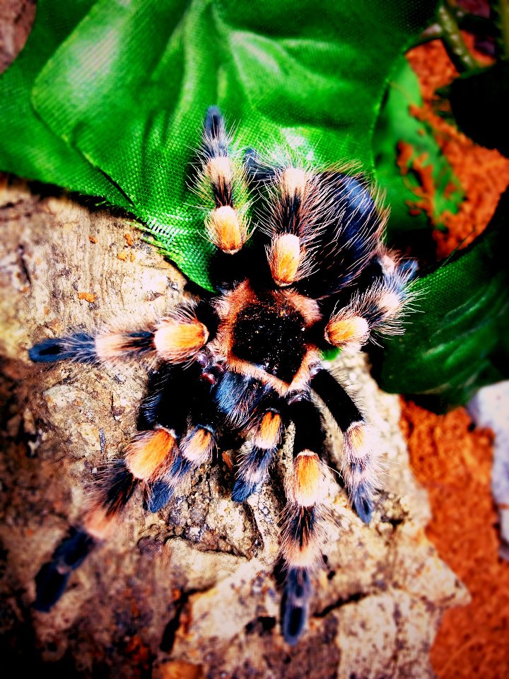 B. Smithi | Arachnoboards