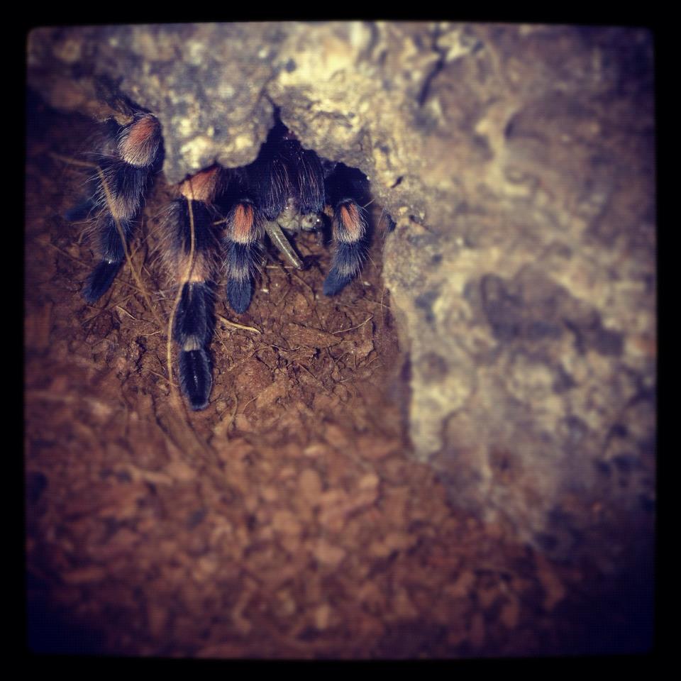 b. smithi