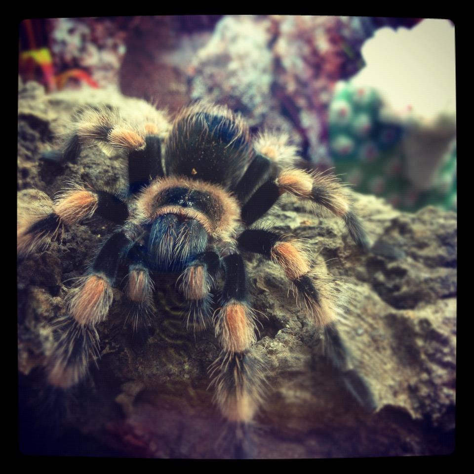 b. smithi