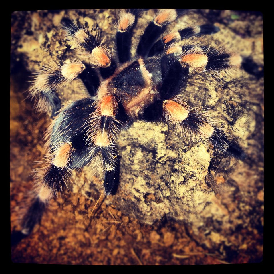 b. smithi