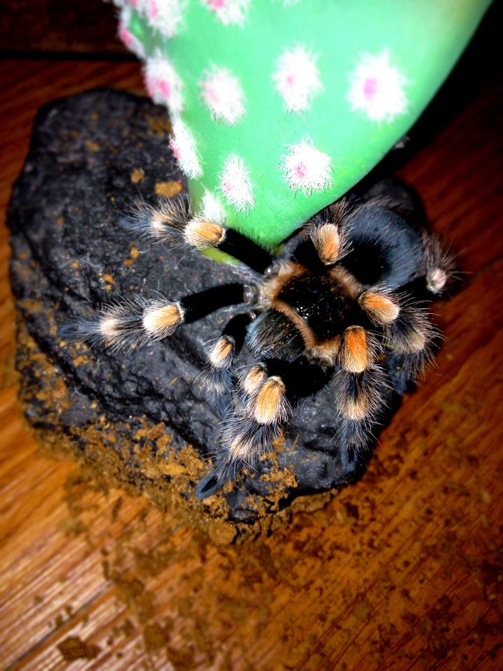 b. smithi