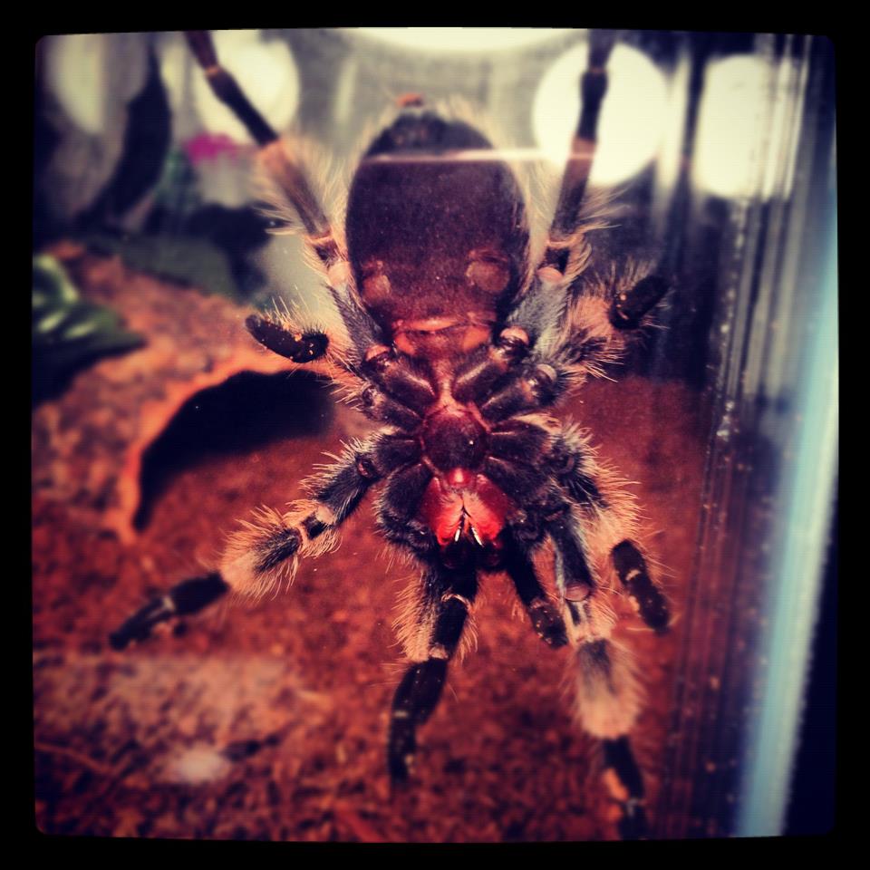 b. smithi