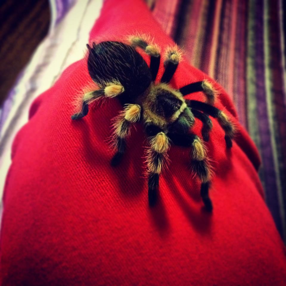 b. smithi