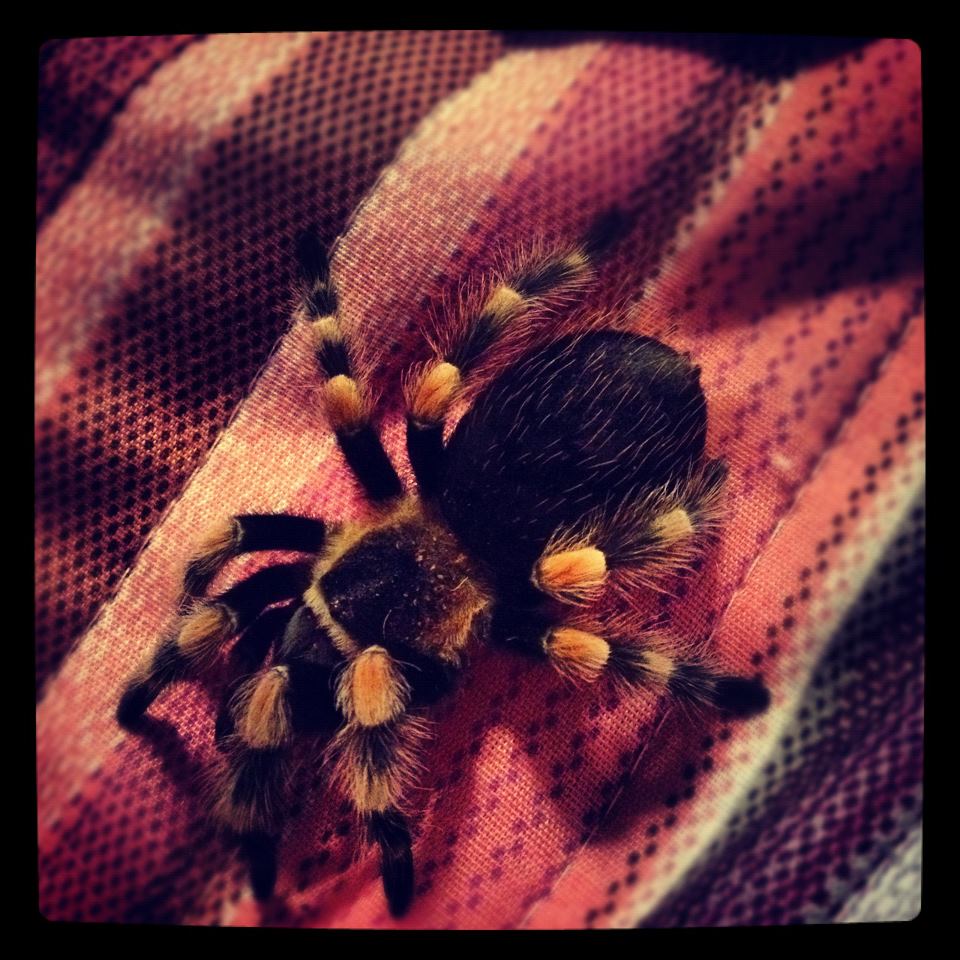 b. smithi