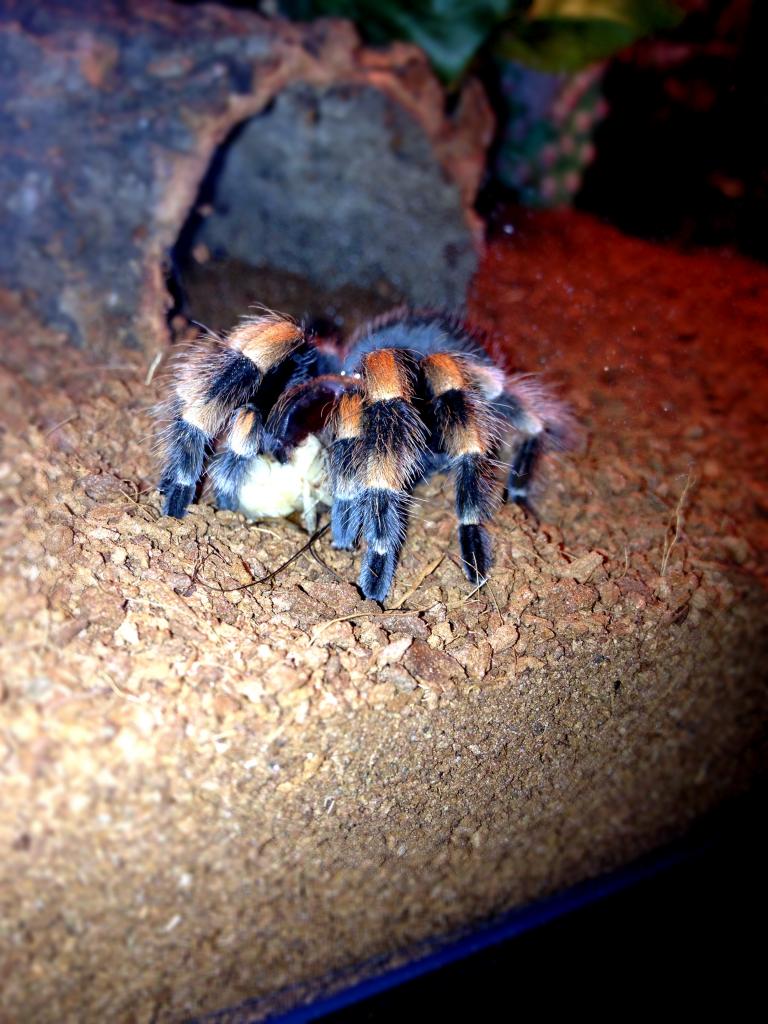 b. smithi