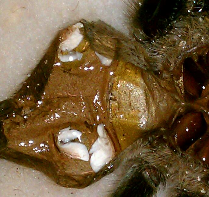 B. smithi
