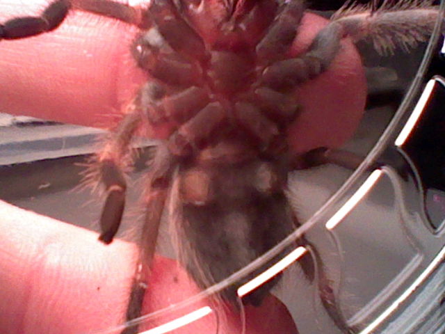 B. Smithi