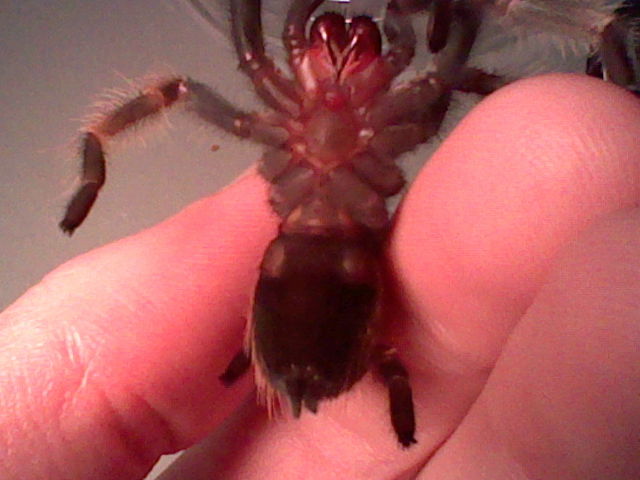 B. Smithi