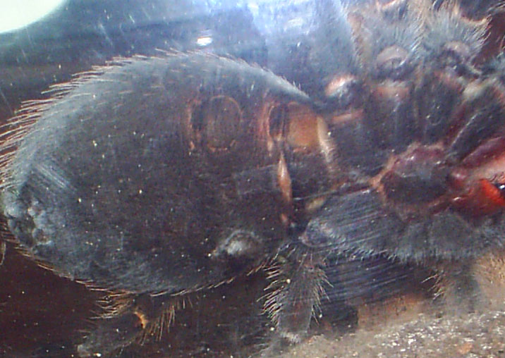 B. smithi