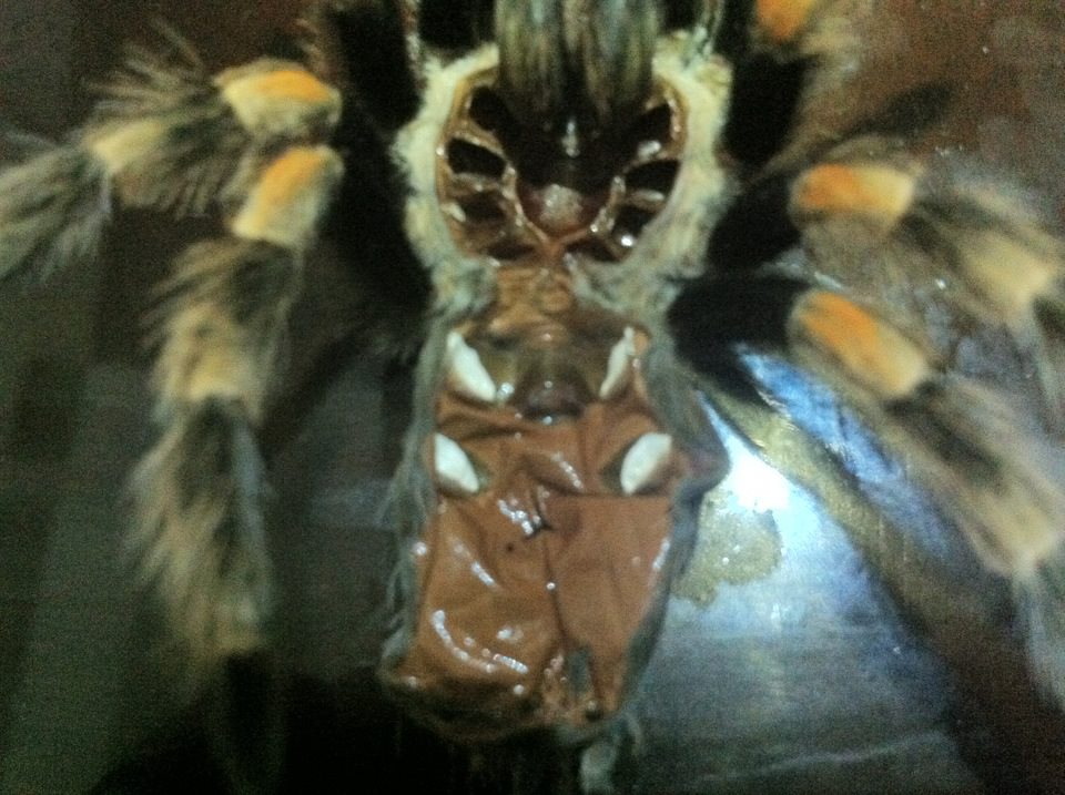 B.Smithi