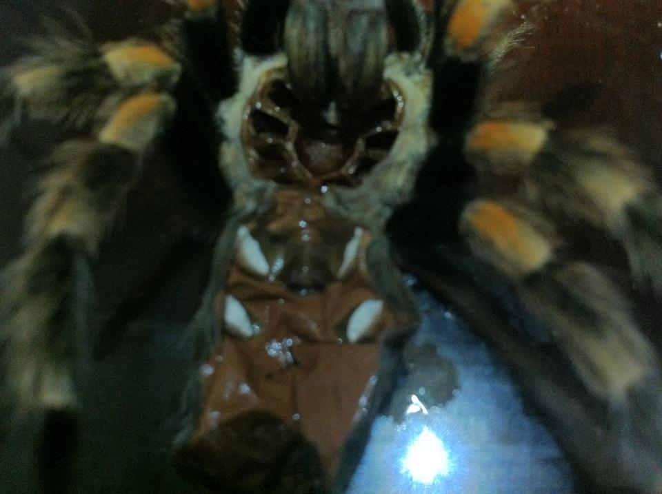 B.Smithi