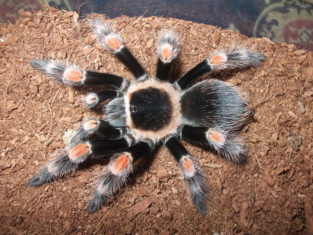 B.smithi