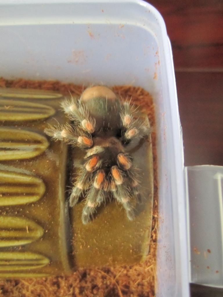 B.Smithi