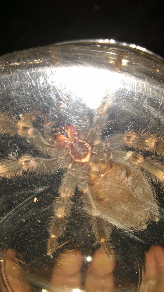 B. smithi