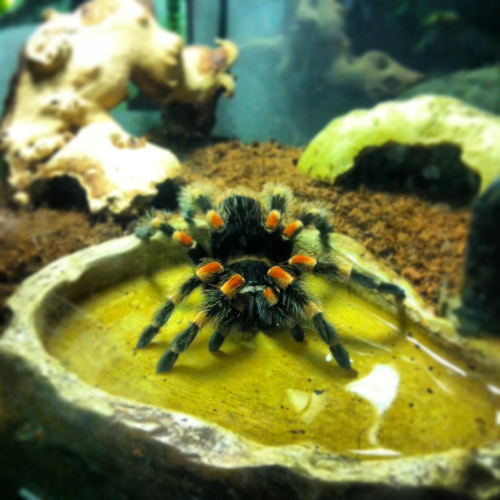 B.Smithi