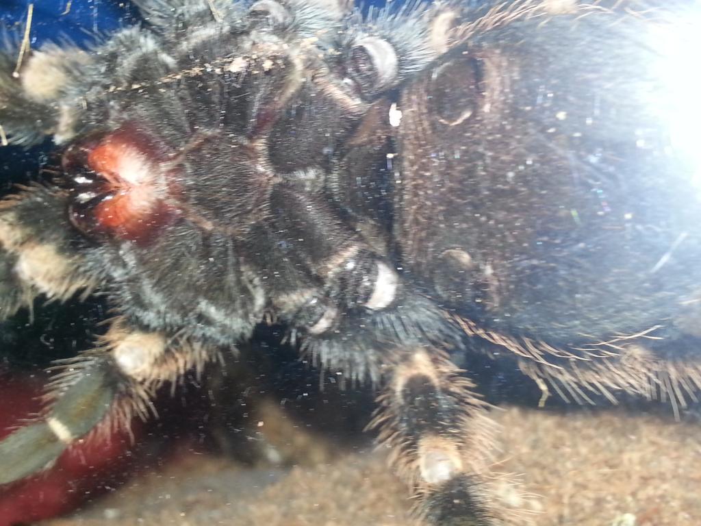 B.  Smithi